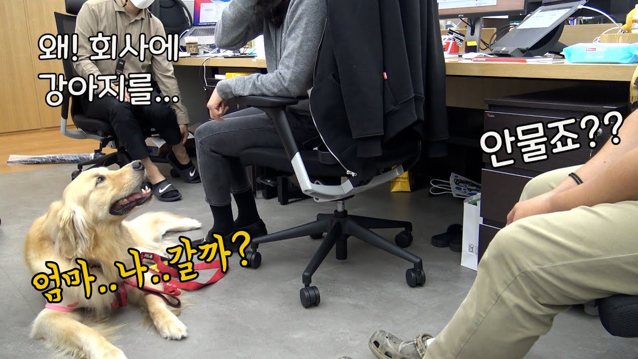 리트리버가 엄마랑 같이  회사 출근하면 생기는일