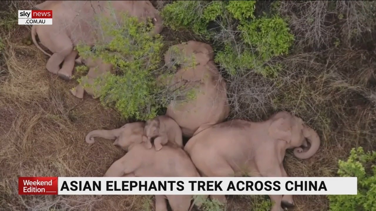Asian elephants trek across China