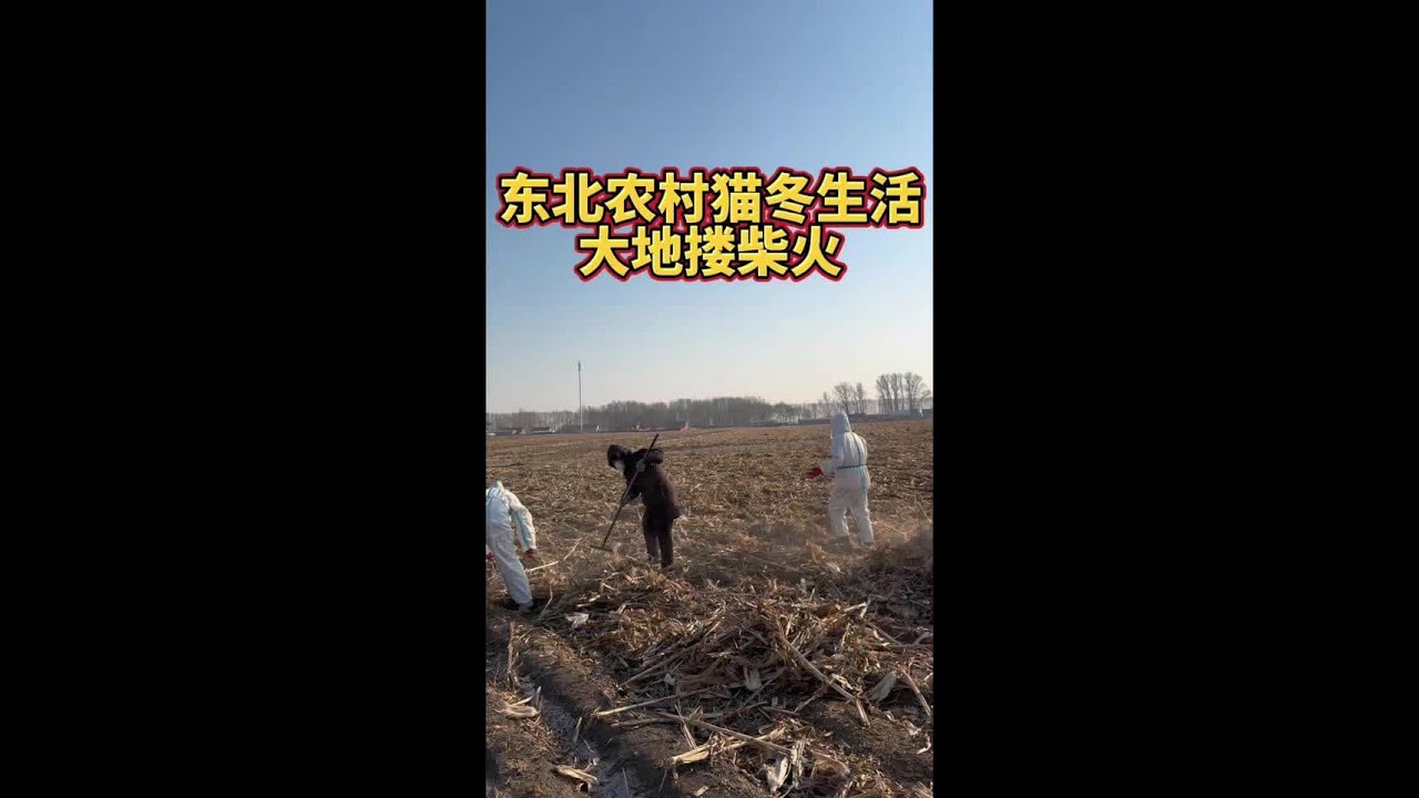 东北农村猫冬生活搂柴火 #猫冬模式开启 #东北猫冬生活 #火锅约起来 #新农人计划 #农村生活日常