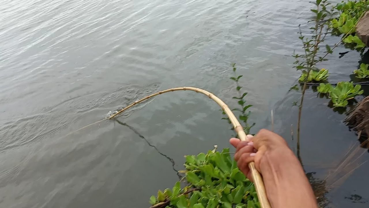 Pescaria de tilápias selvagens tucunaré e traíra no Rio marinheiro olha a quantidade absurda de ....