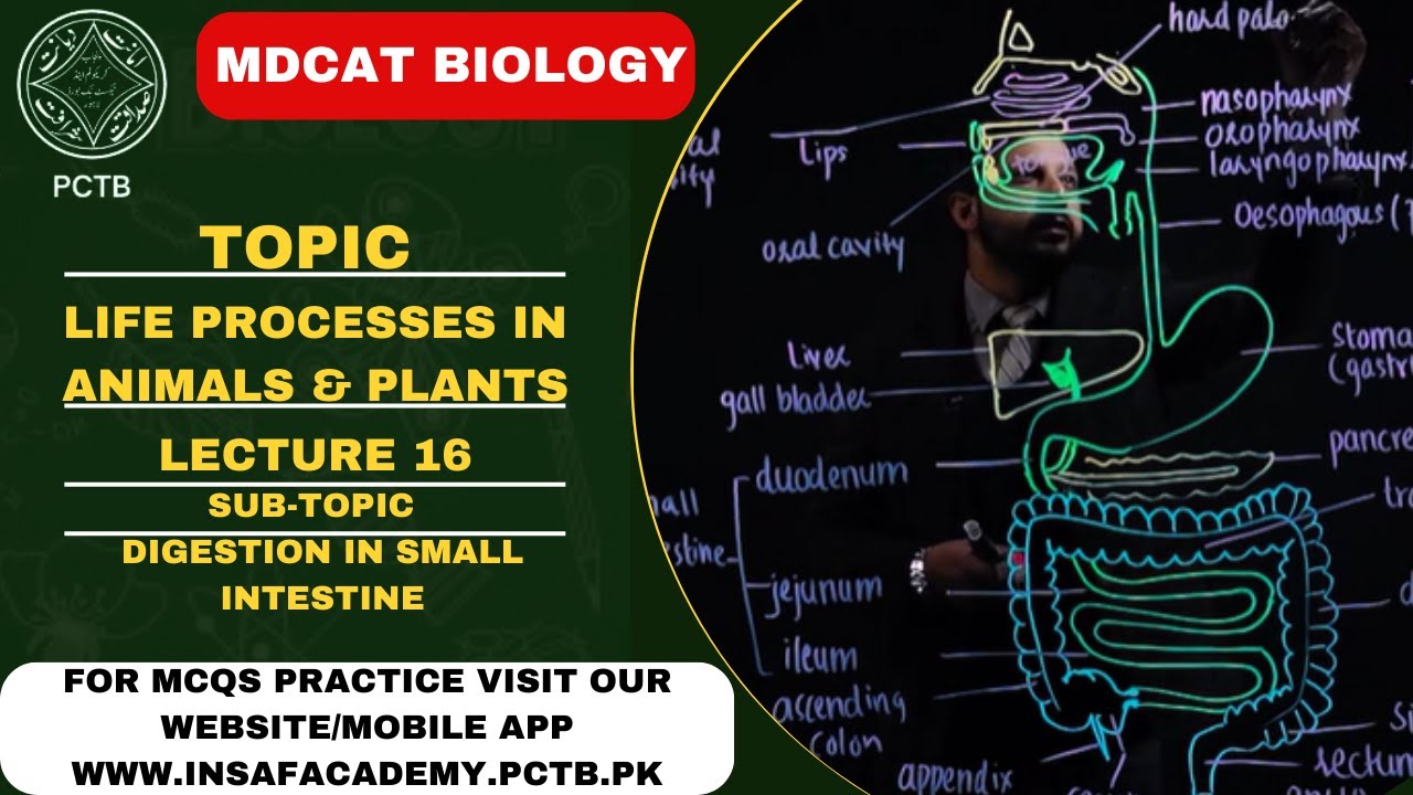 DIGESTION IN SMALL INTESTINE || TOPIC || LIFE PROCESSES IN PLANTS AND ANIMALS || MDCAT/NUMS ||