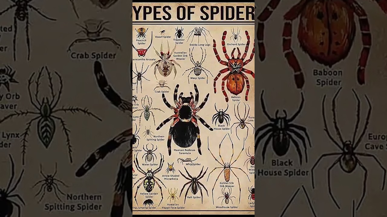 Types of spider ! Part 6 | the red widow spider he is poisoned spider
