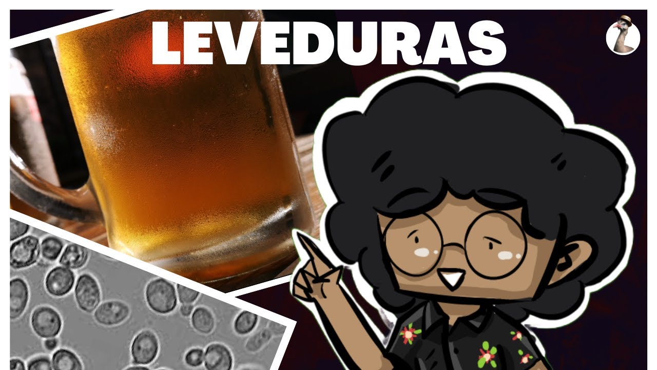 Leveduras, Os FUNGOS Que Produzem &Aacute;LCOOL!