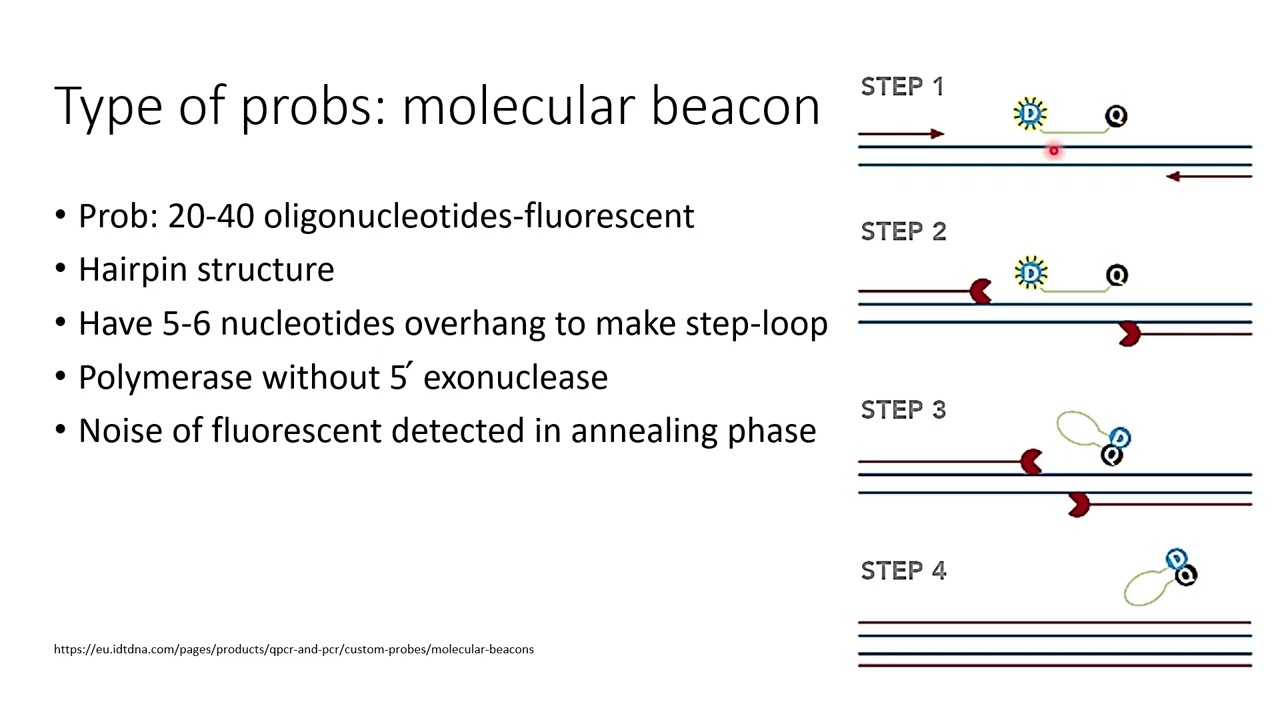 Probes in Real-Time PCR | How They Work