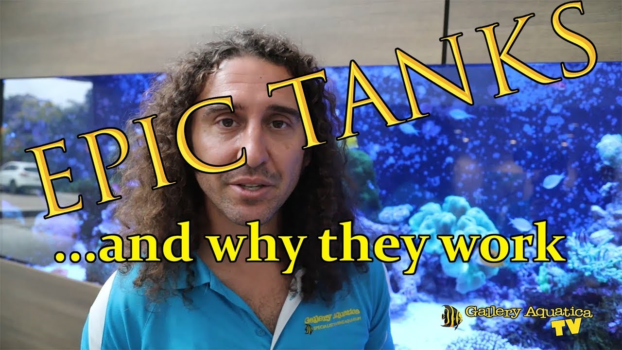 [EPIC] tanks and why they work: Episode #3 --- Gallery Aquatica TV