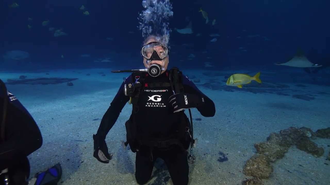 Georgia Aquarium Dive December 10th 2023