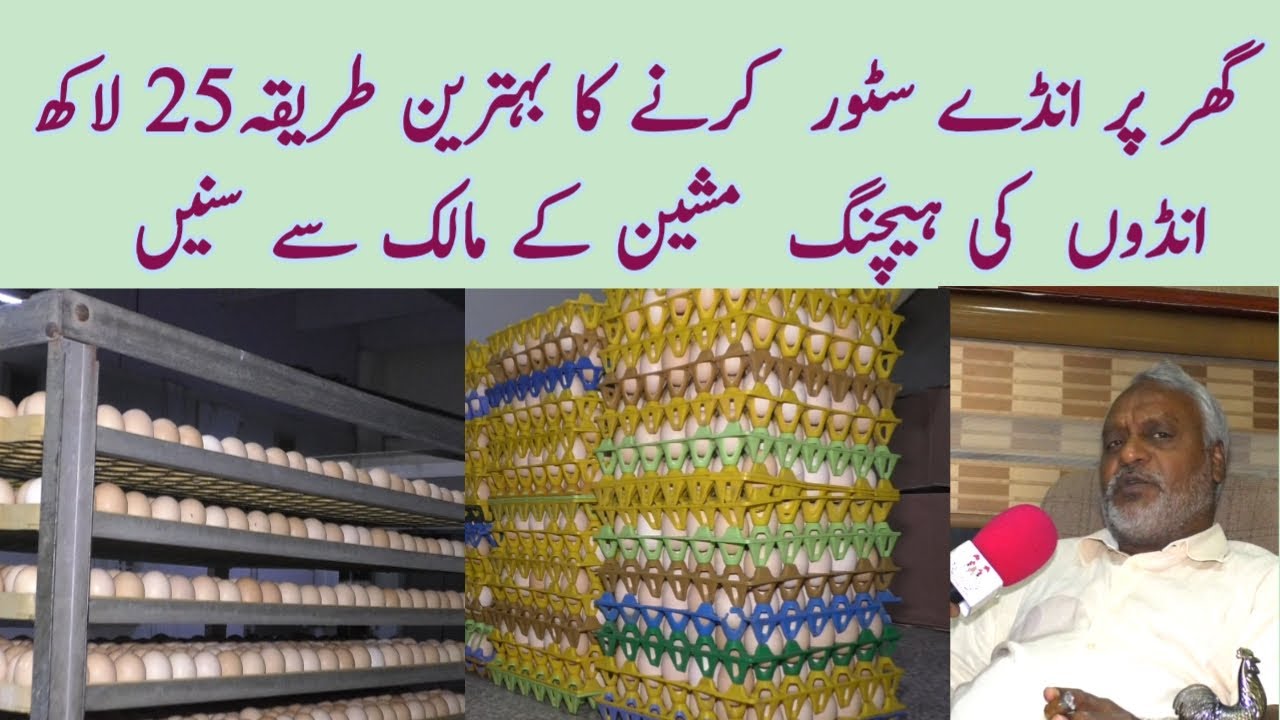 how to store eggs at home  for best hatching results| eggs storage | temperature| humidity