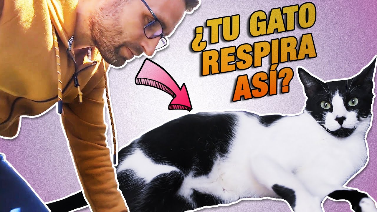 MUY IMPORTANTE❗ ¿CÓMO RESPIRA UN GATO SANO y cómo no? 😸💨 |  ⚠️ ATENCIÓN SI TU GATO RESPIRA ASÍ ⚠️