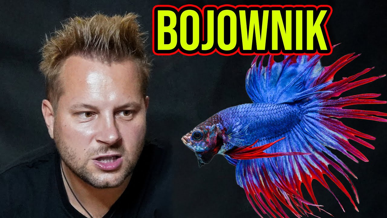 CIEKAWOSTKI O HODOWLI BOJOWNIKA W DOMU
