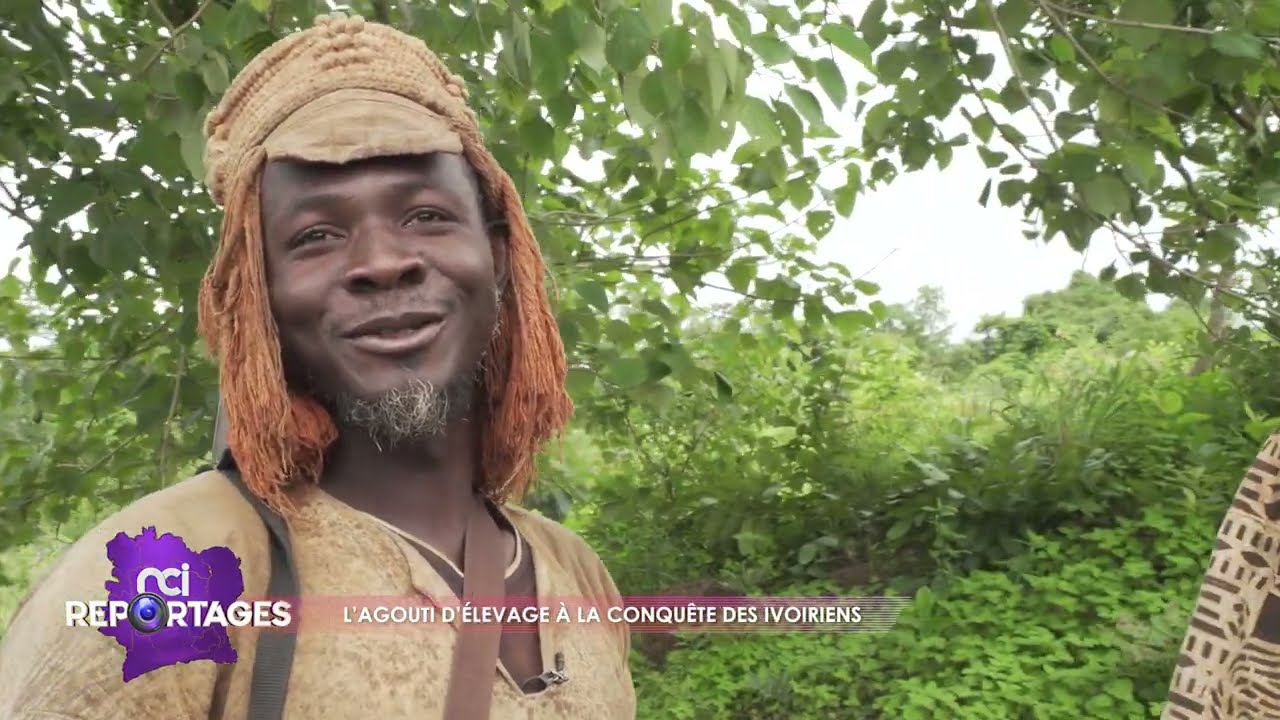 NCI Reportages | l'agouti d'élevage à la conquête des Ivoiriens