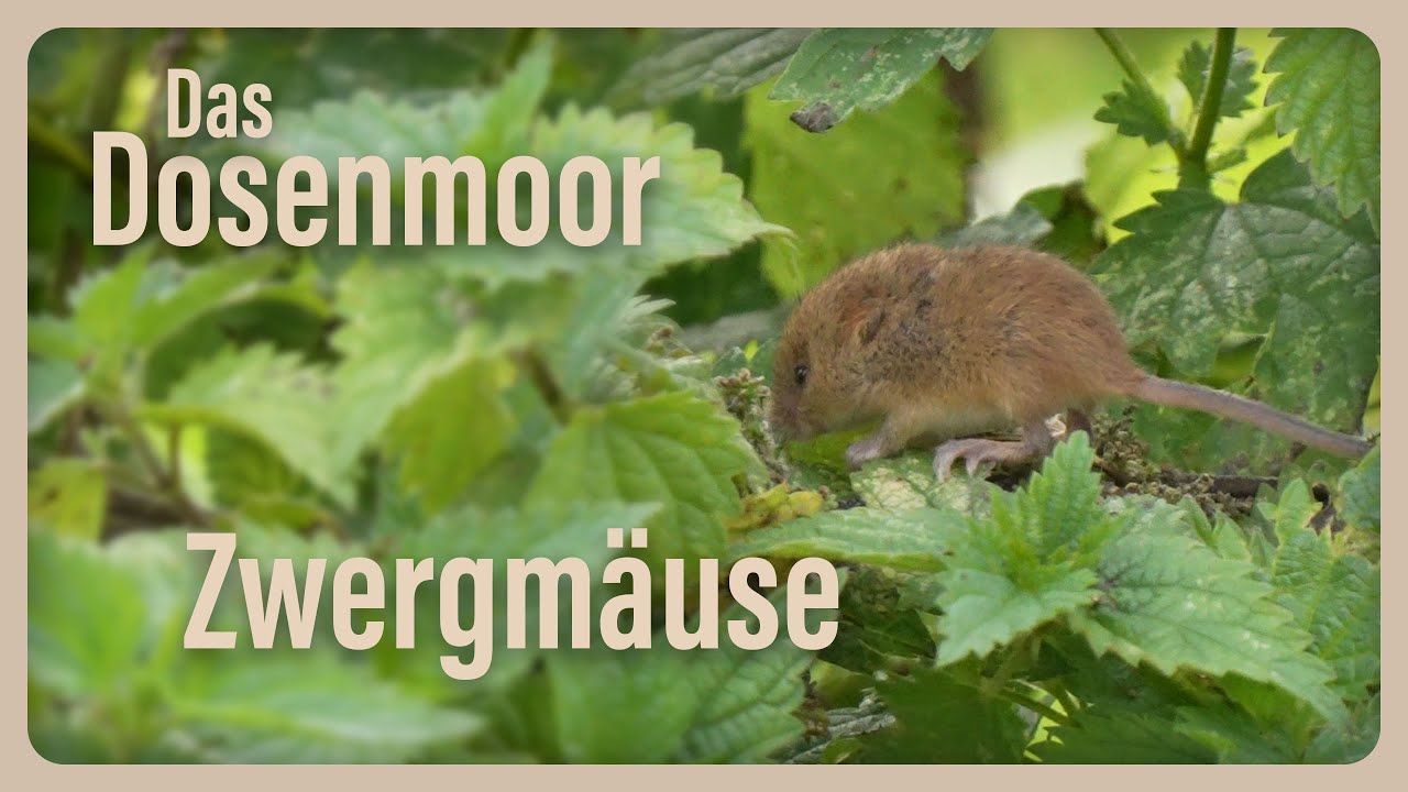 Ein Tag am Moor: Zwergmäuse und Wespenspinne!🐁🍃