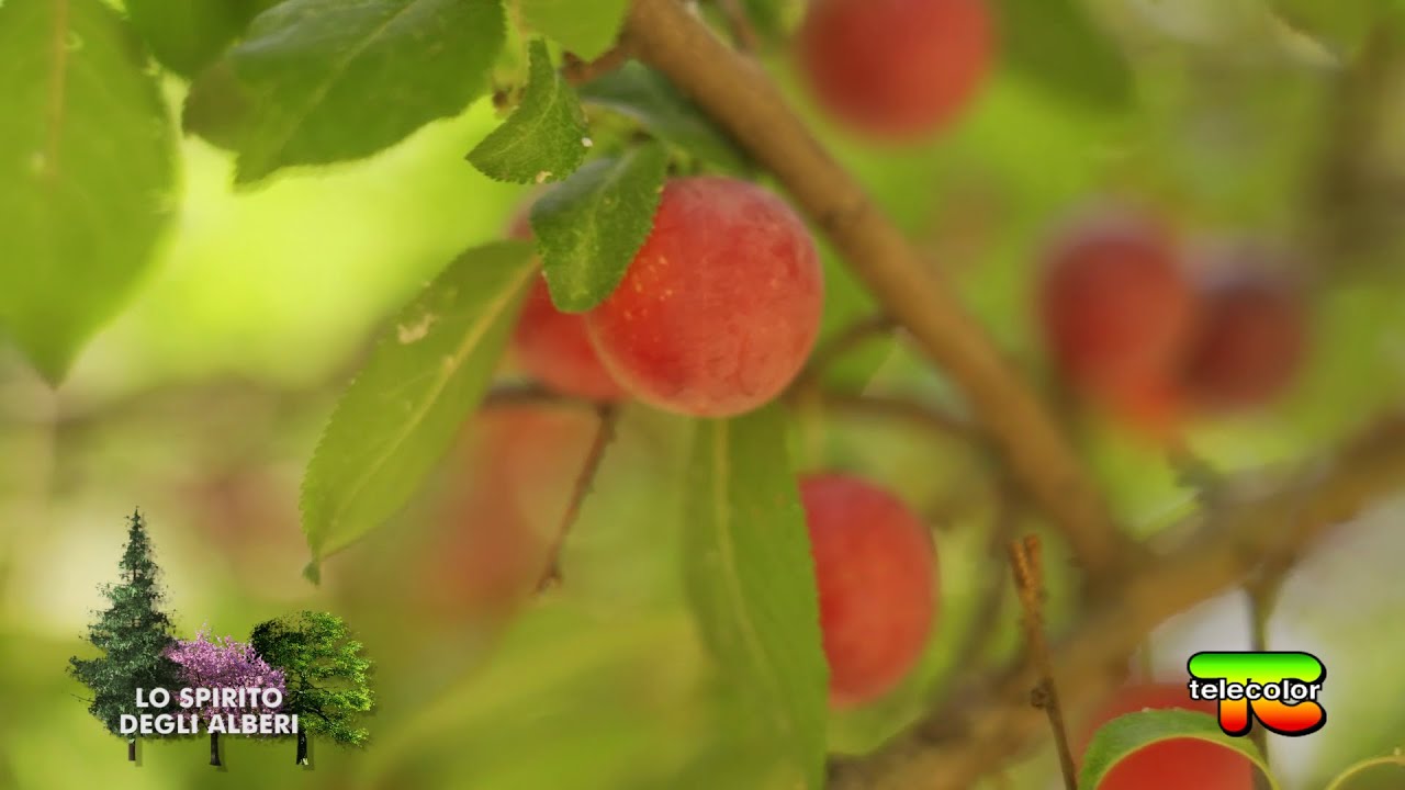 Lo spirito degli alberi: creare un bosco in pianura