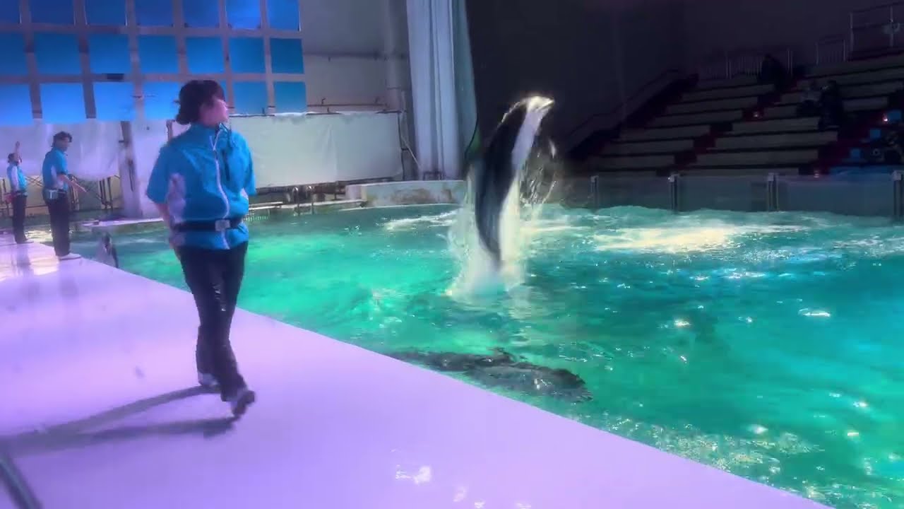 浅虫水族館　イルカショー2026 青森県知事と除雪業者さんたちのおかげで道が出来てやっと水族館に来れました。2 asamushi aomori japan