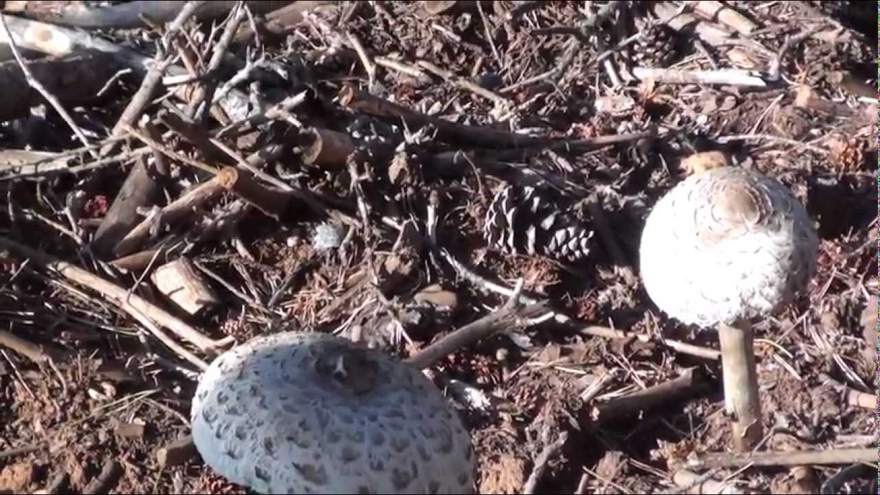 Macrolepiotas Procera. 