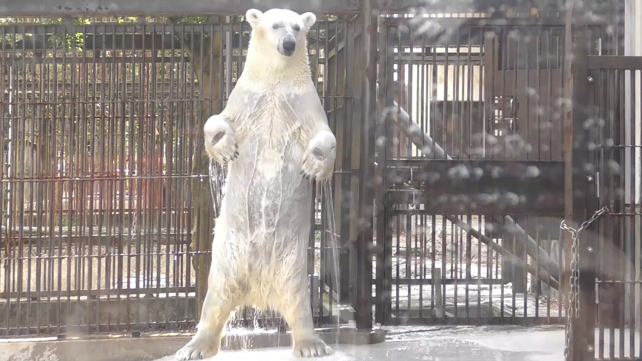 しろくまピースのスーパー元気プール遊び♩とべ動物園にて