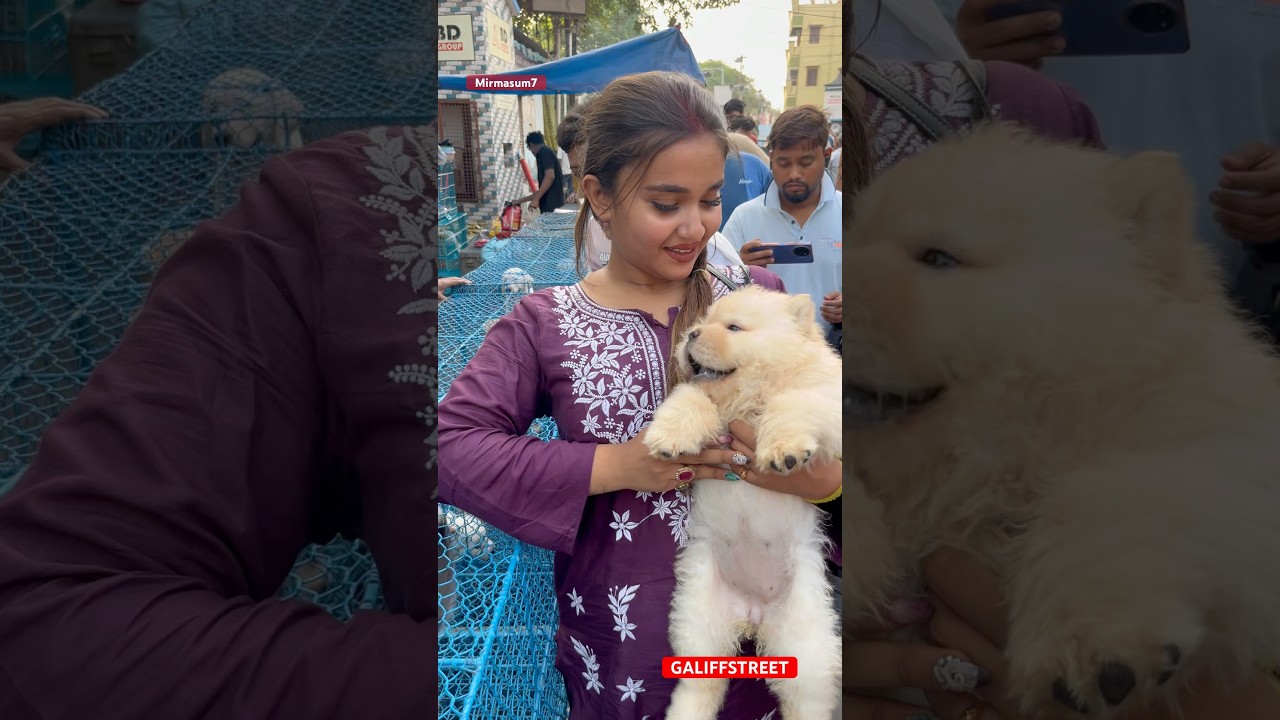 galiff street pet market | dog market Kolkata #shrots #dog #petmarket #galiffstreet