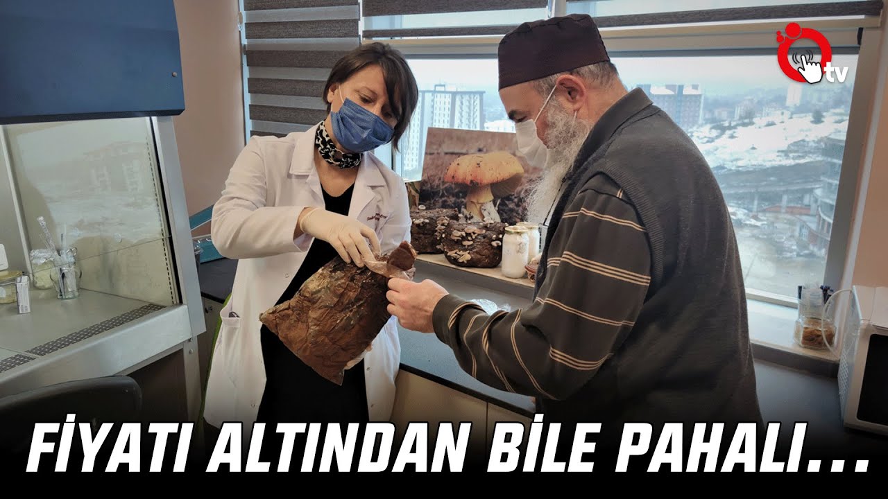 TIBBİ MANTAR YETİŞTİRİCİLİĞİNİ ÖĞRENİYORLAR