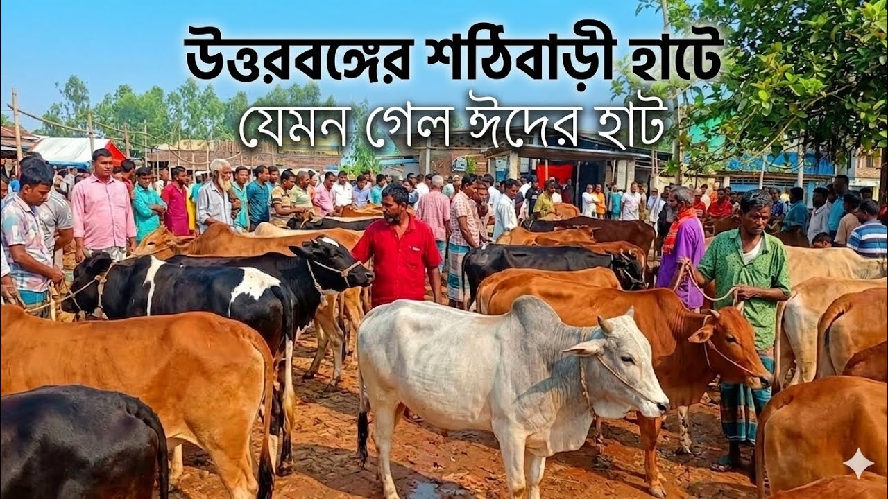 উত্তরবঙ্গের শঠিবাড়ী হাটে যেমন গেল ঈদের হাট। শঠিবাড়ী, মিঠাপুকুর, রংপুর। #cow #viral @haterkotha 