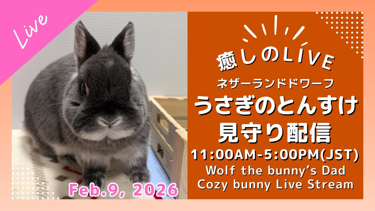 【癒しのうさぎ 2/9】Cozy Bunny Life with とんすけ 🐰