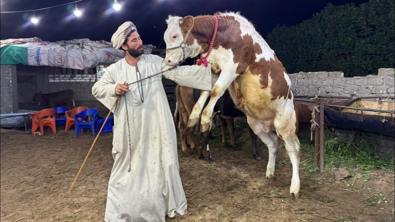 انسي اللي فات اللي جاي كله سلالات نادره لاول مره عينك هتشوفها من مزرعة حبيبي الكل عجول التحويل