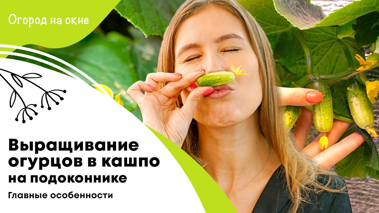 Все особенности выращивания огурцов в огороде на окне