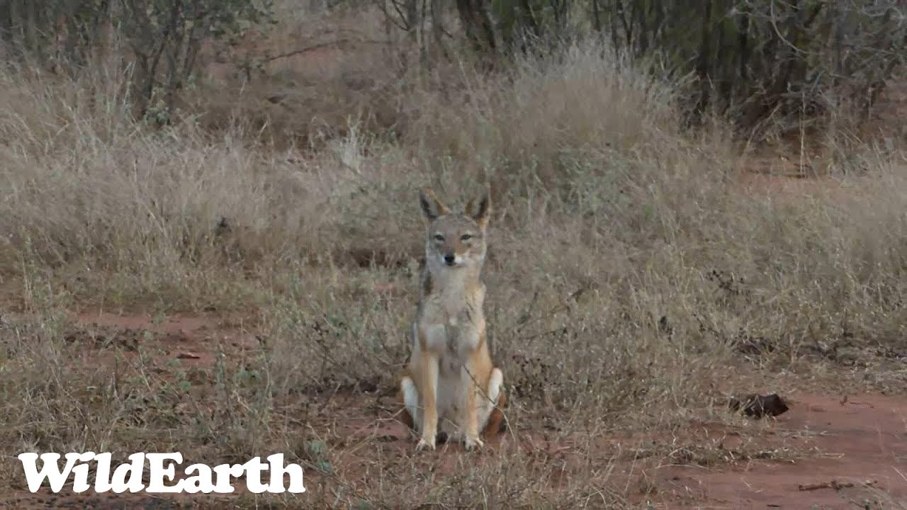 A Jackals breakfast