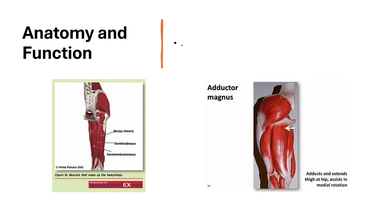 🎥 Ischial Tuberosity & Muscle Attachments Overview 📚