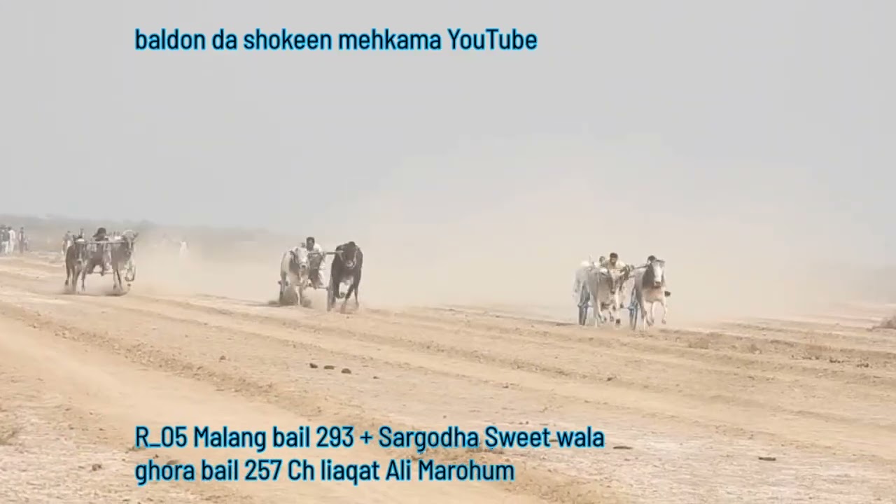 10 February 2026 All open bailgadi race ground 301 Tehsil o Zila Toba Tek Singh full rounds video 