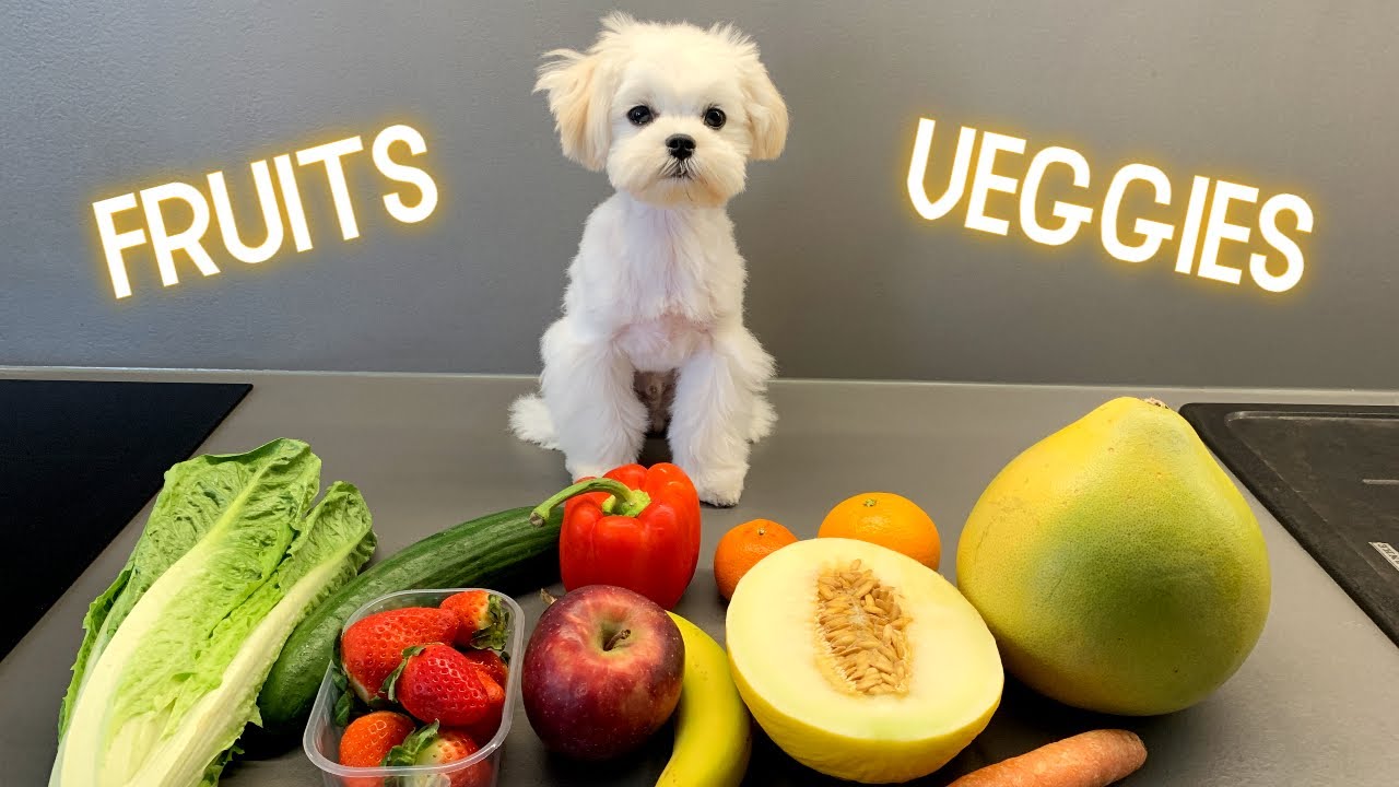 Puppy tasting fruits and veggies 🐶 Cute Maltese Dog