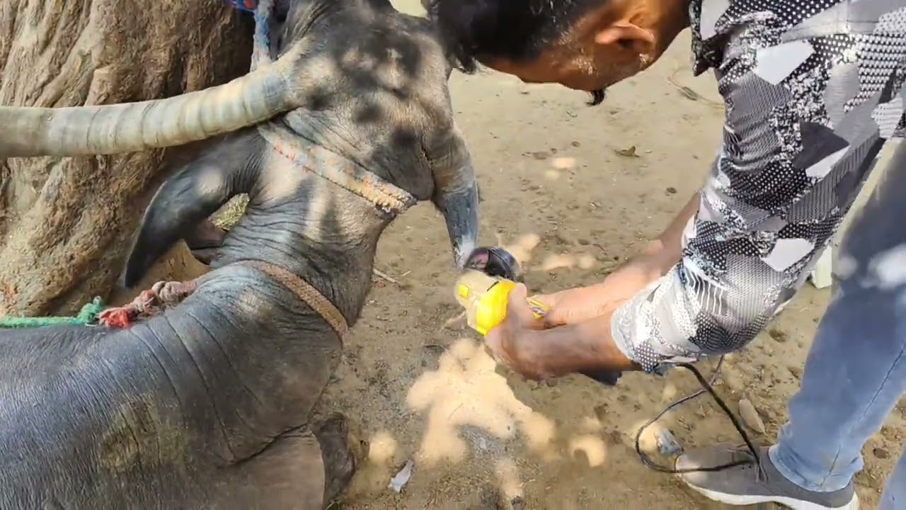 किसान ने खुद👌🔪 बनाएं भैस सींग हुआ नुकसान सींग हो तो ऐसे अद्भुत कारीगरी देखें m0 no 9927394343