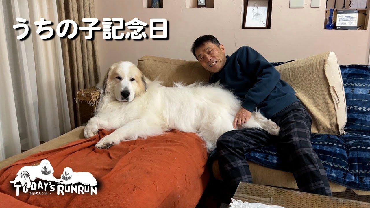 【うちの子記念日】アランが家族になって8年が経ちました　Great Pyrenees　グレートピレニーズ