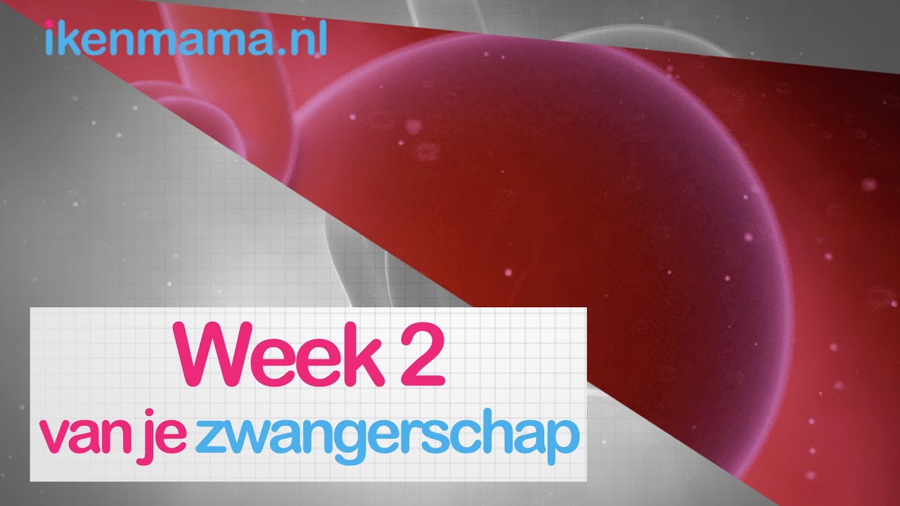 2 weken zwanger? Bekijk eerste symptomen en meer informatie over je baby |   ikenmama.nl
