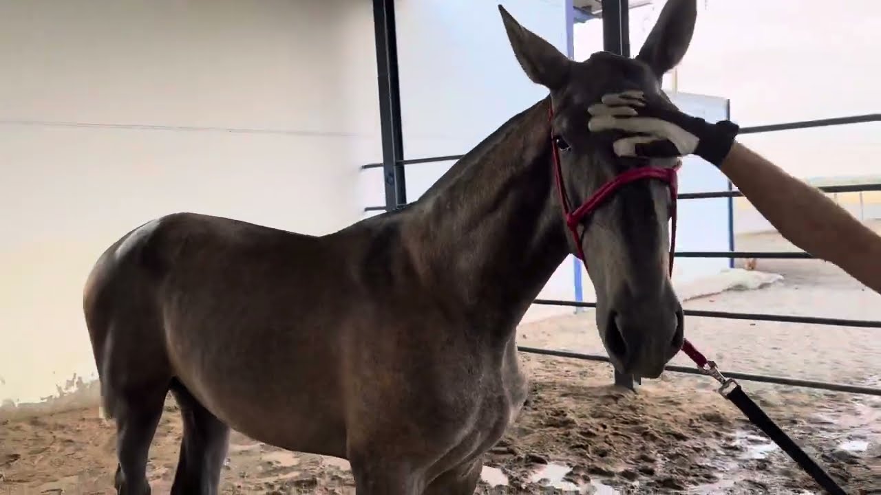 Los potros para llevar 2 días de manoseo , van entregándose