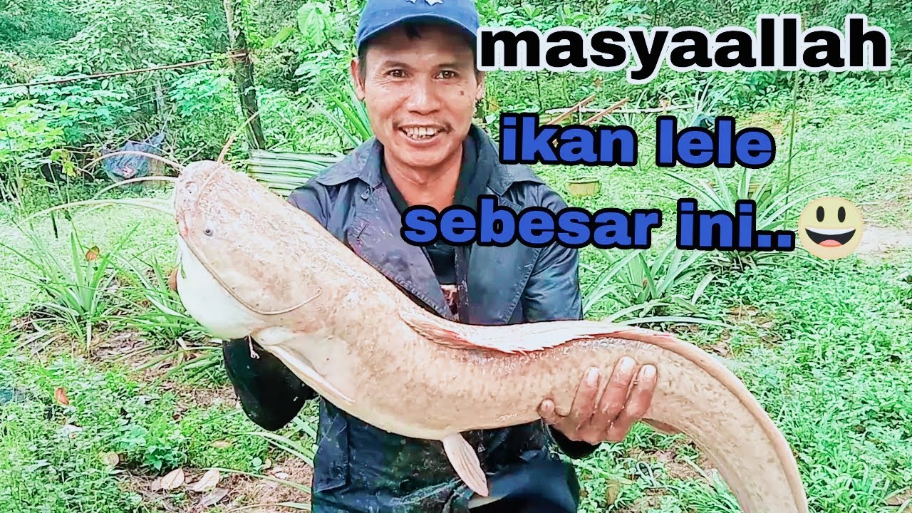 mancing ikan lele monster dumbo di sungai #pakdanicanel #mancingikandisungai #ikanlele