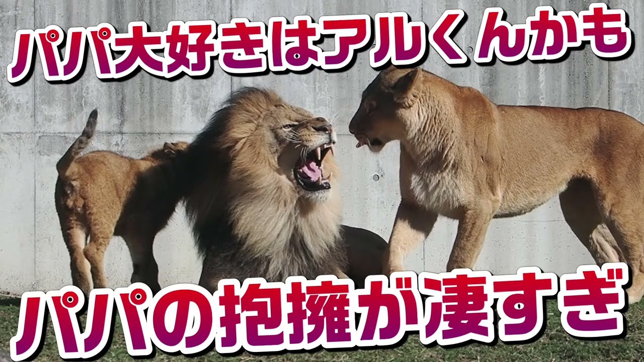 パパの抱擁が凄すぎ💕【一番パパ大好きなのはアルくんかも？】 #のんほいパーク #三つ子 #ライオン #アース #旭山動物園 #桐生が岡動物園 #安佐動物園 #lion #抱擁  #茶臼山動物園