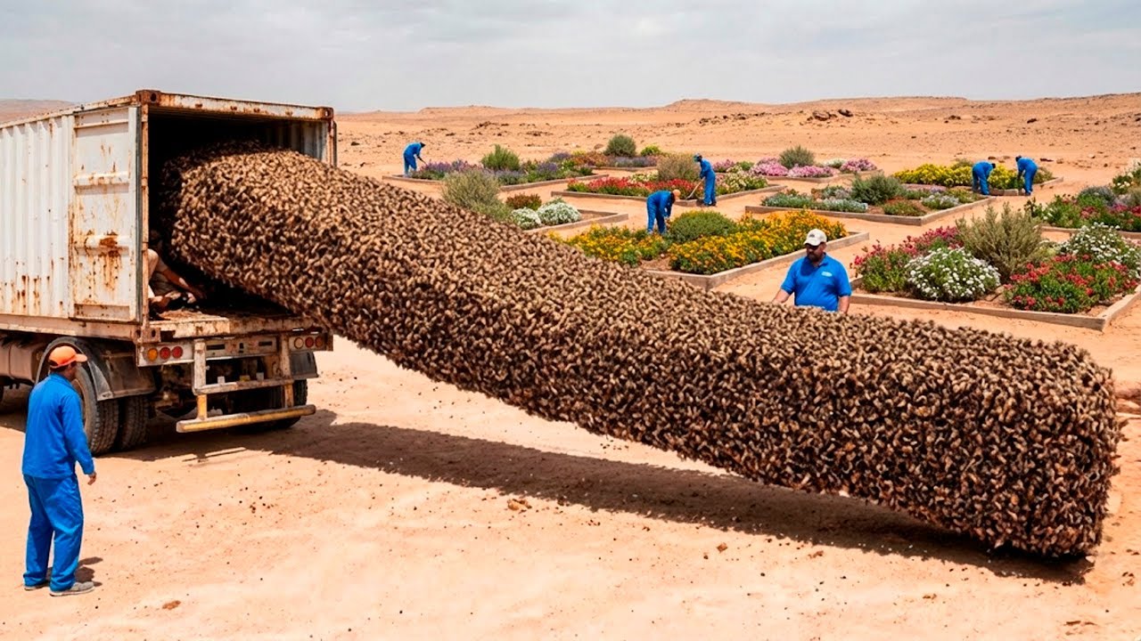 Milhões de Abelhas Soltas no Deserto do Saara a 70°C – O Resultado Após 1 Ano Mudou Tudo