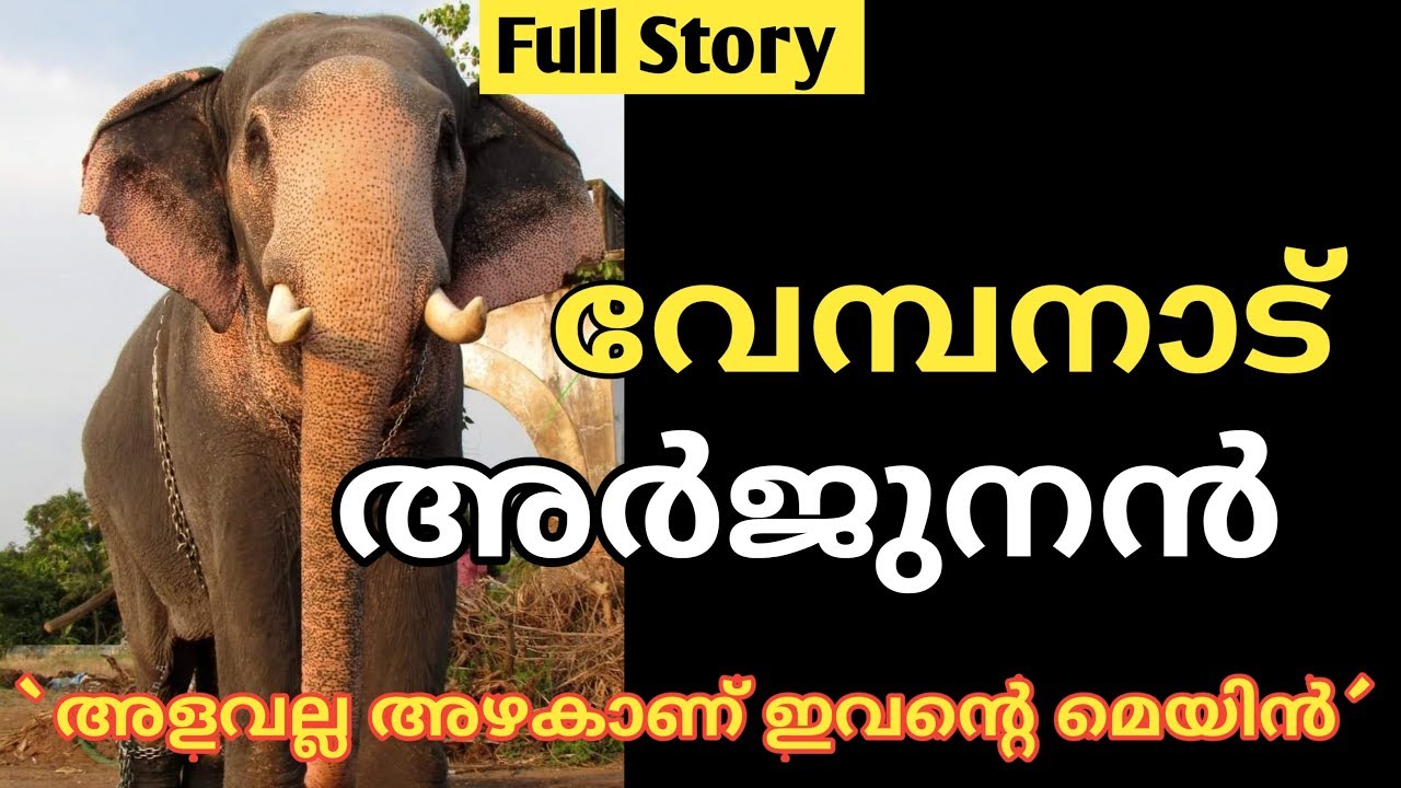 Vembanad Arjunan Full Story  | വേമ്പനാട് അർജുനൻ | Kerala Elephant | Beautiful Elephant In Kerala