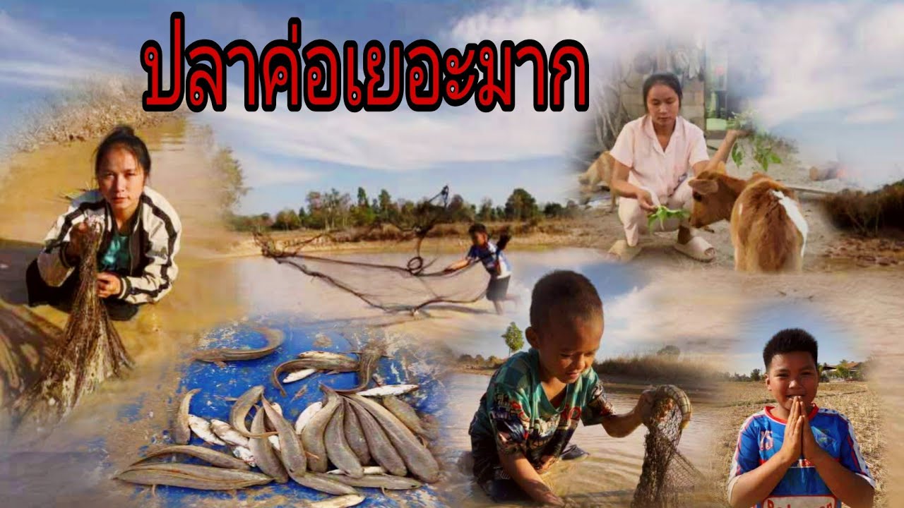 ตืกปลาช้อนได้เยอะมาก#วิถีชาวบ้าน 