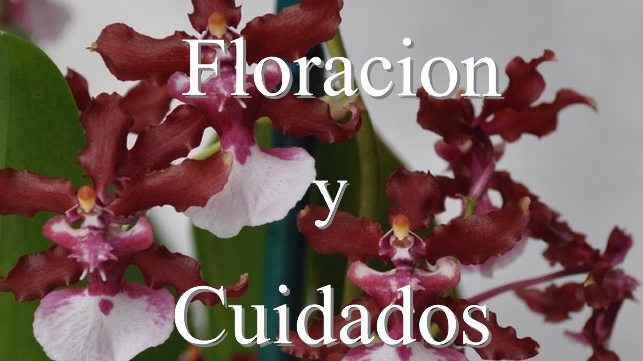 Oncidium cherry baby cuidados y floración completa