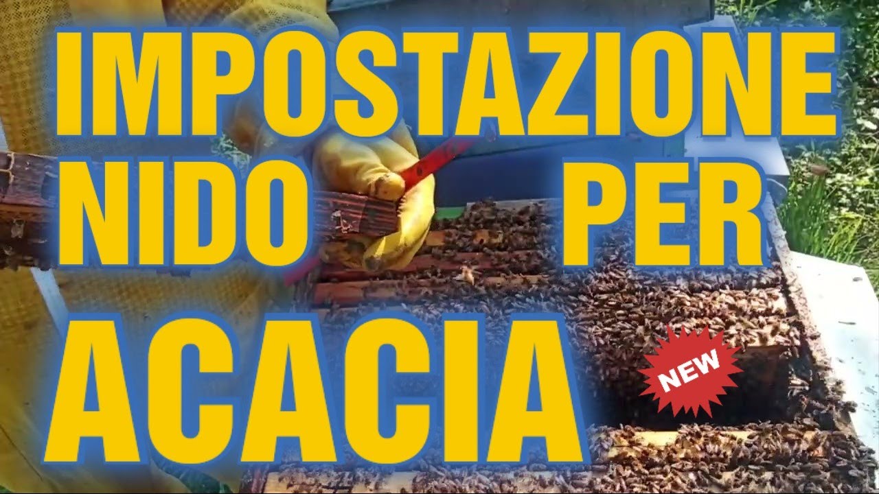 Apicoltura CD: Come Impostare i nidi per il raccolto di acacia