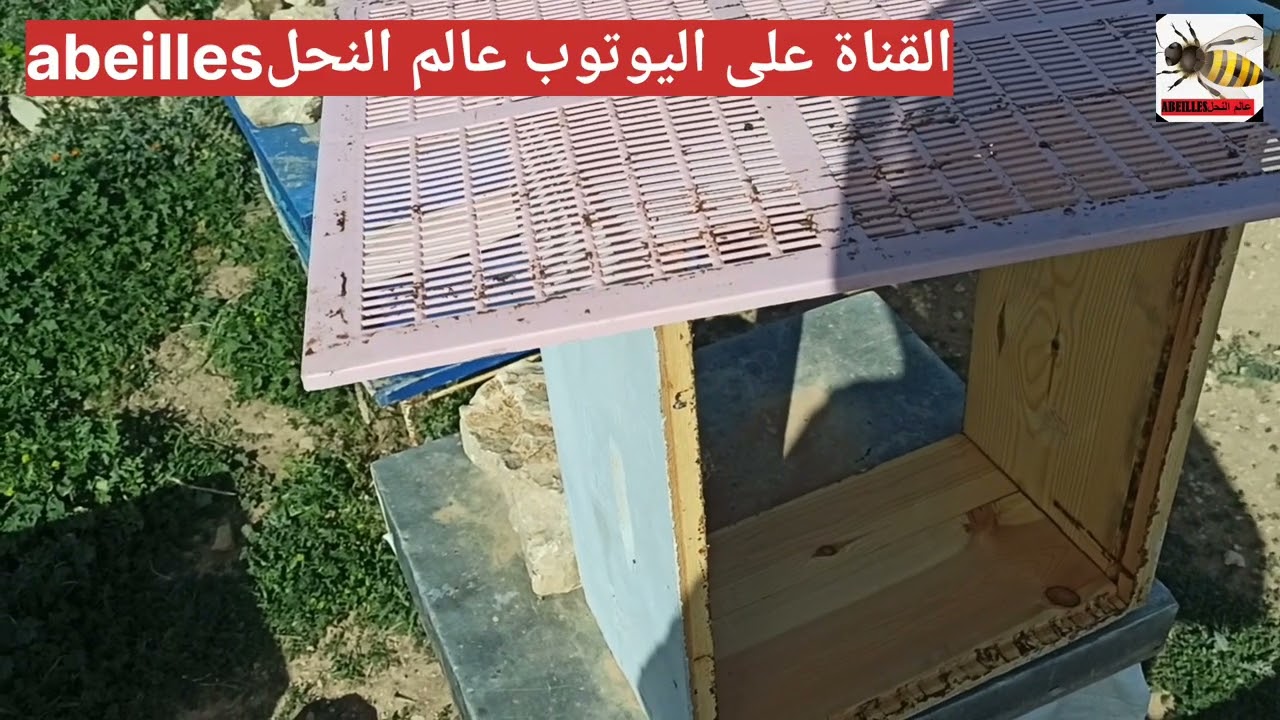 الحاجز الملكي في تربية النحل طريقة ووقت وضعه