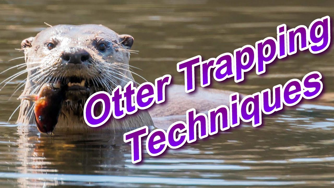 Otter Trapping Techniques Focus on Trapping