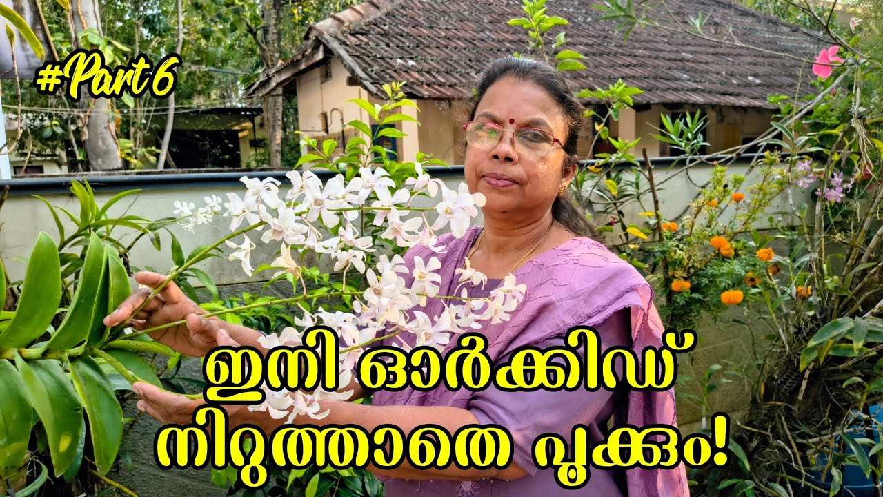 ഓർക്കിഡിന് ഒരു എനർജി ഡ്രിങ്ക് |Petal & Leaf | #gardening #orchid #floweringplants 
