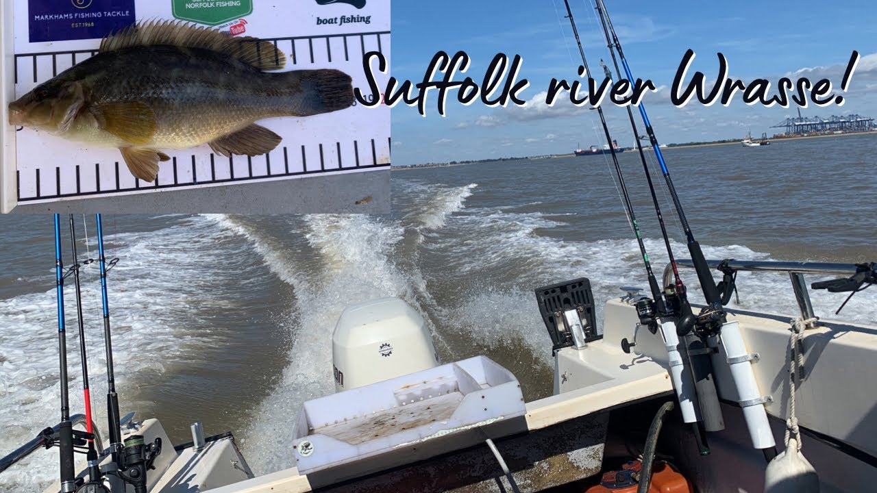 Summer boat fishing competition 2022 | wrasse caught in the River Stour