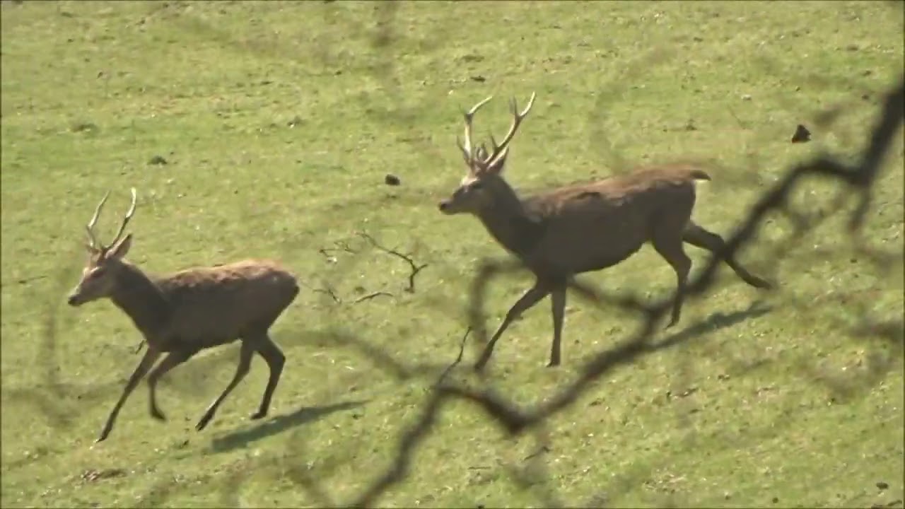 The First Visit to the Quantocks in 2022. Part III : A surprise meeting with a large herd of stags