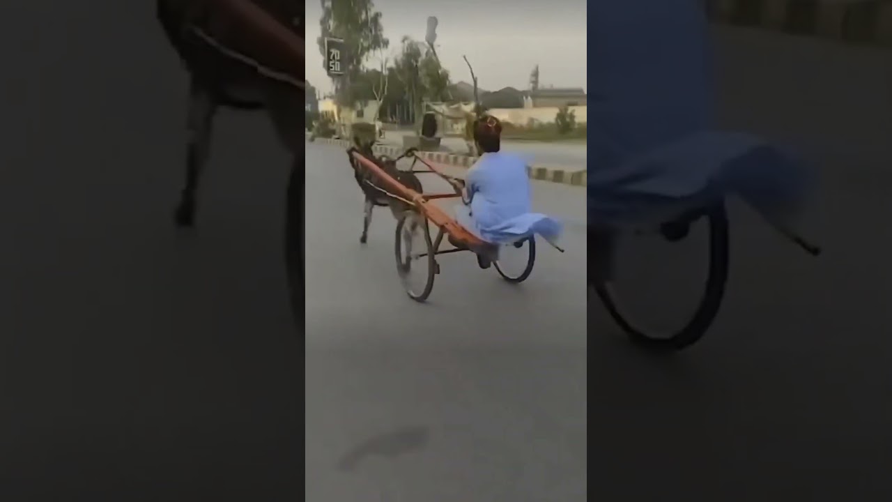 Donkey Racing #donkey #donkeyride #racing #animal #animalshorts #animals #subscribe #shortsvideo