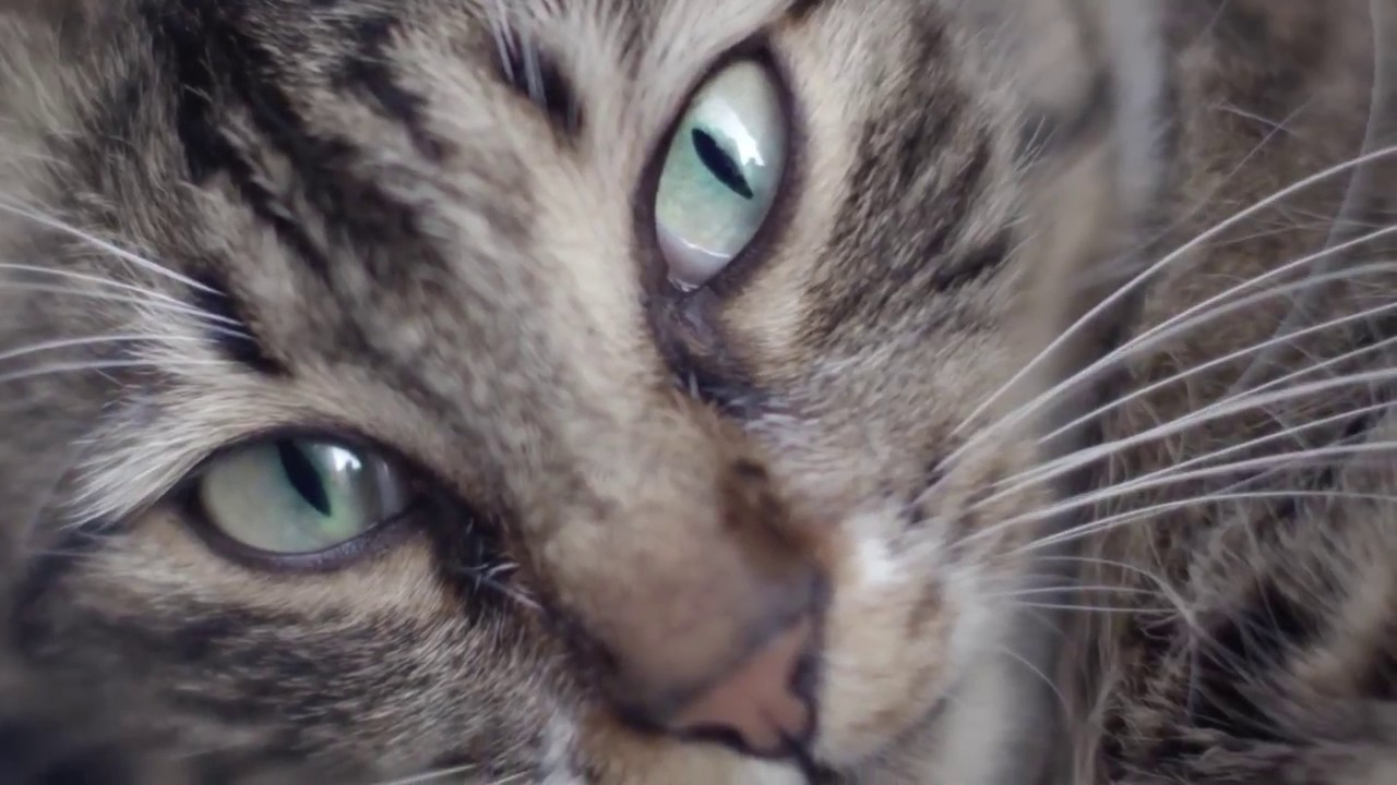 KEDI. SEKRETNE ŻYCIE KOT&Oacute;W - zwiastun PL - 28.07.2017