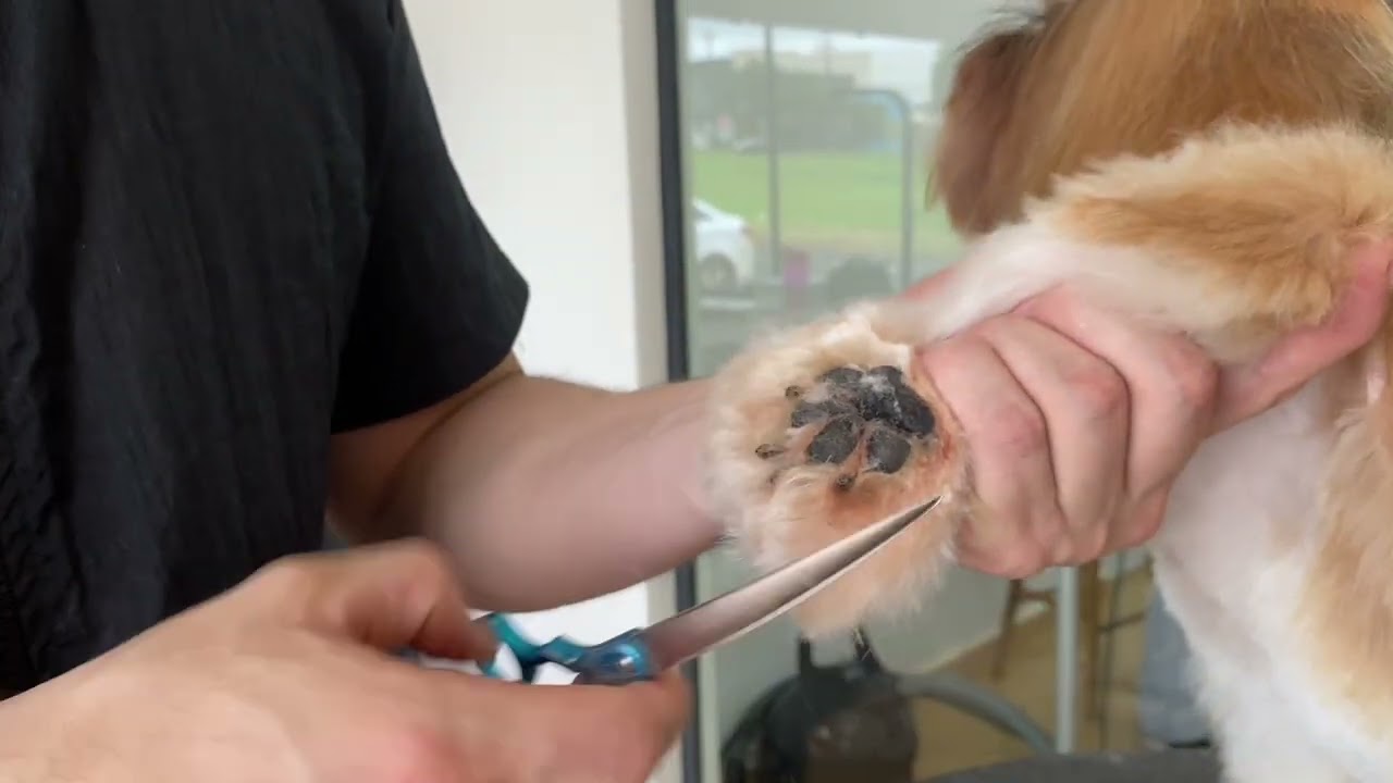 COMO FAZER BANHO E TOSA COMPLETA EM SHIHTZU | AULA 5 | CURSO DE BANHO E TOSA GRATUITO