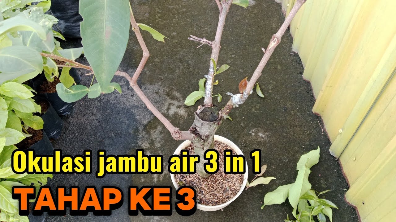 Tahap 3 Okulasi jambu air kombinasi 