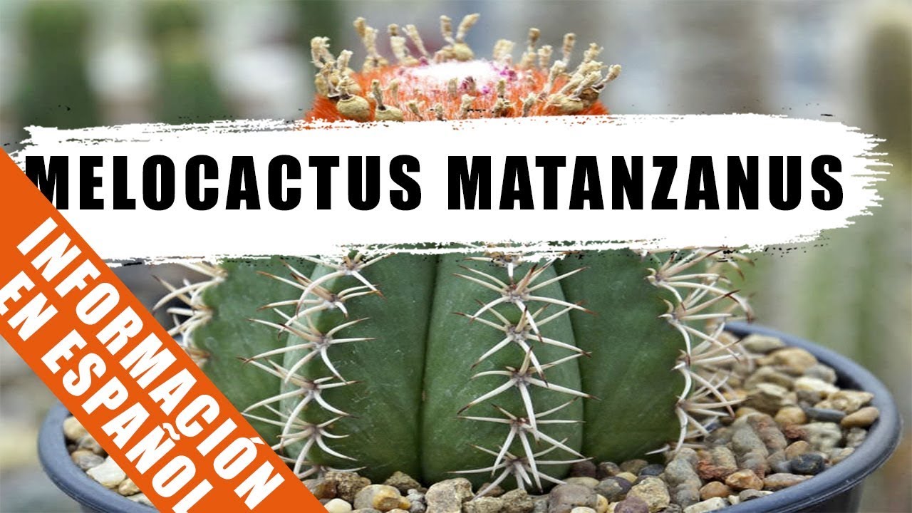Melocactus matanzanus - Cactus de la semana - by Desert plants